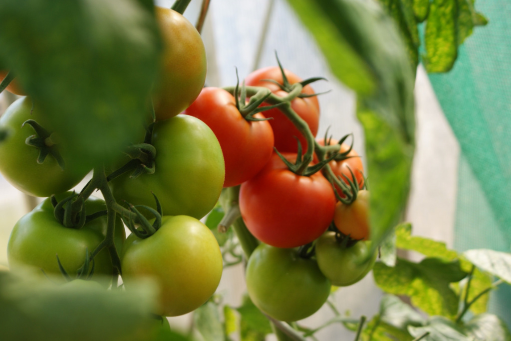 Hydroponic Tomato Growing: A Comprehensive Guide