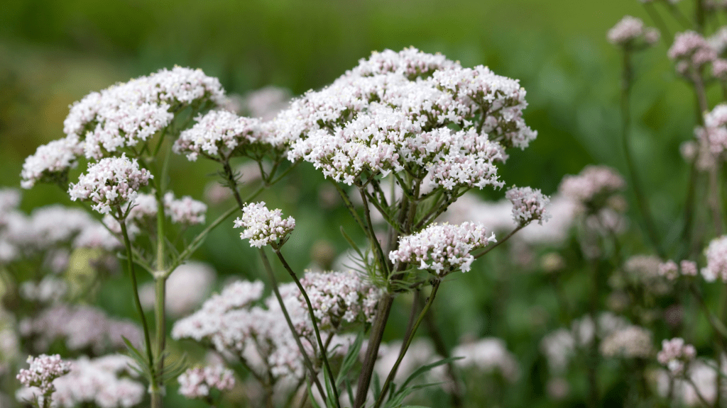 Exploring the Holistic Wellness Benefits of Valerian&nbsp;Root