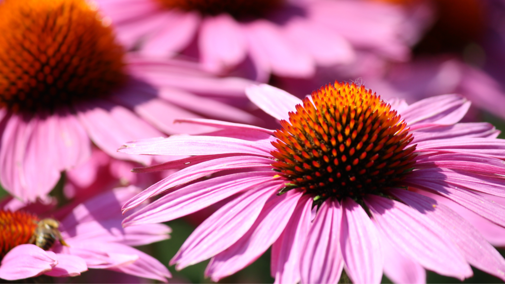 Unveiling the Immunity-Boosting Marvel: The Health Benefits of&nbsp;Echinacea