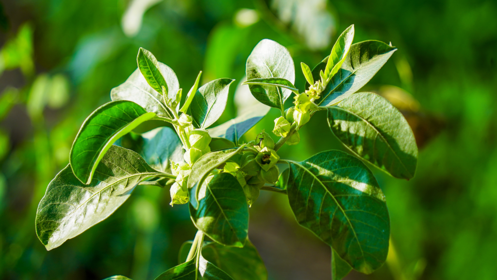 The Marvelous Health Benefits of&nbsp;Ashwagandha
