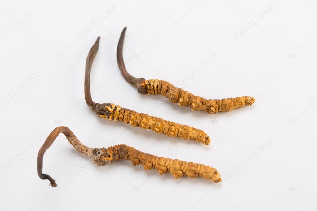 The Mushroom Artsa Gunbu: A Journey into Nature’s&nbsp;Marvels