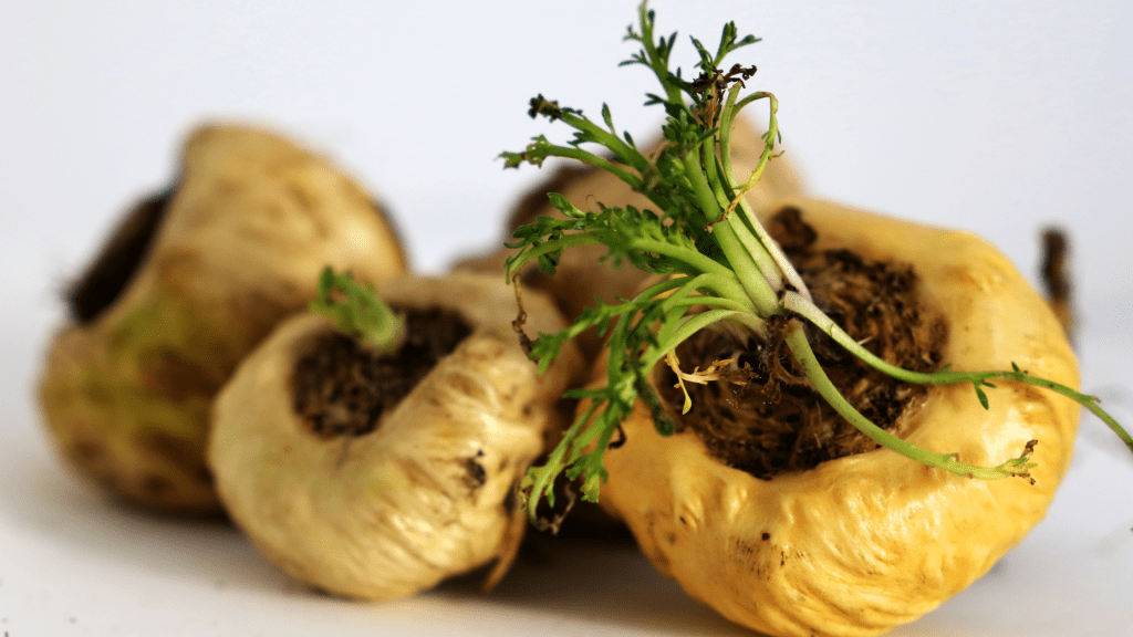 Unveiling the Miraculous Maca Root: A Comprehensive Guide to Its Health&nbsp;Benefits