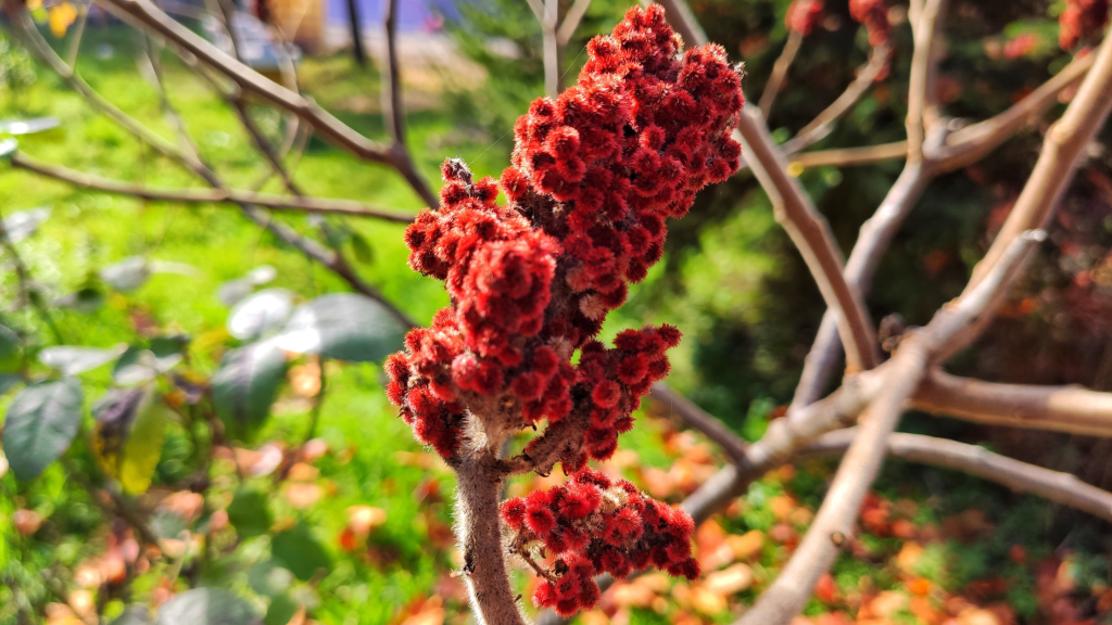Staghorn Sumac