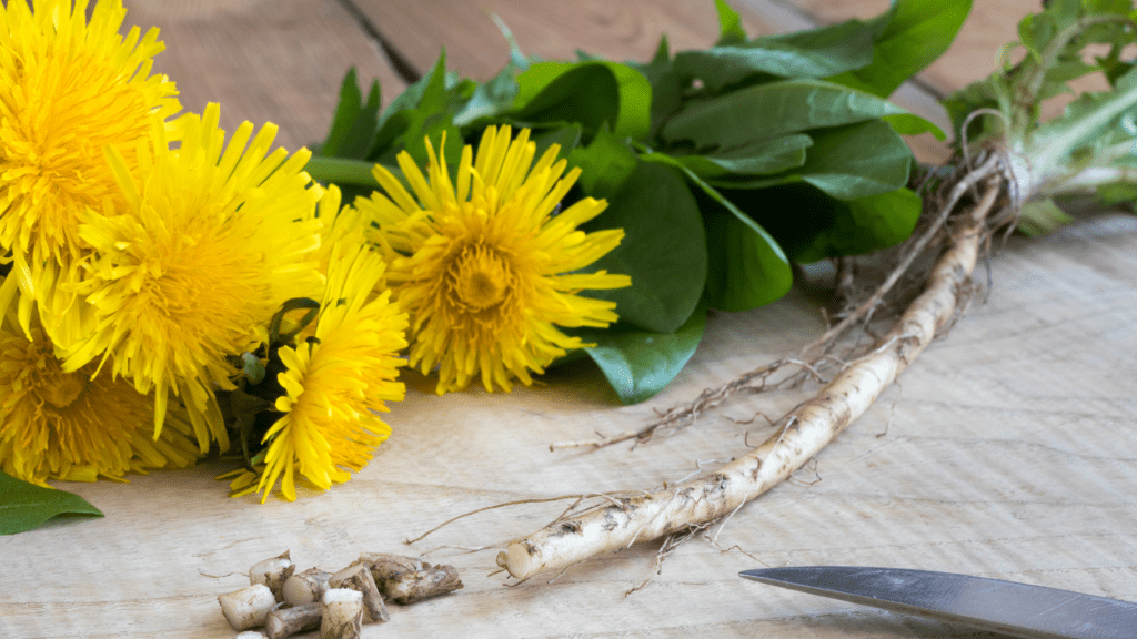 The Unsung Hero of Your Yard: Dandelion Benefits and&nbsp;Beyond