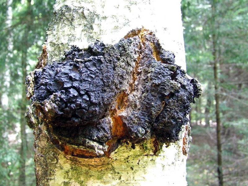 Oral health and The Chaga&nbsp;Mushroom